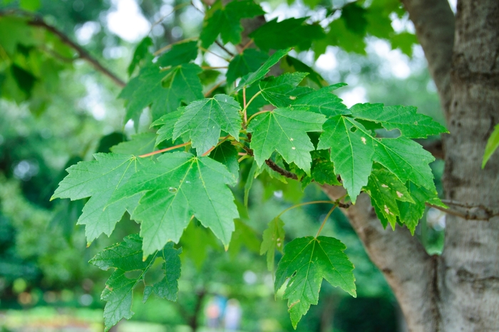 Red Maple - Acer rubrum 'Sun Valley' from Evans Nursery