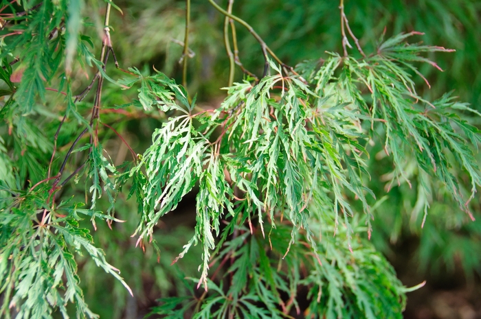 Japanese Weeping Maple - Acer palmatum dissectum 'Inaba Shidare' from Evans Nursery