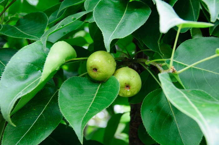 Pear - Pyrus hybrid 'Southern Bartlett' from Evans Nursery