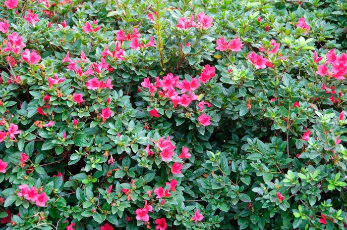 Encore® Autumn Ruby® - Rhododendron hybrid from Evans Nursery