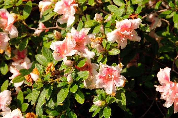 Encore® Autumn Belle® - Rhododendron hybrid from Evans Nursery