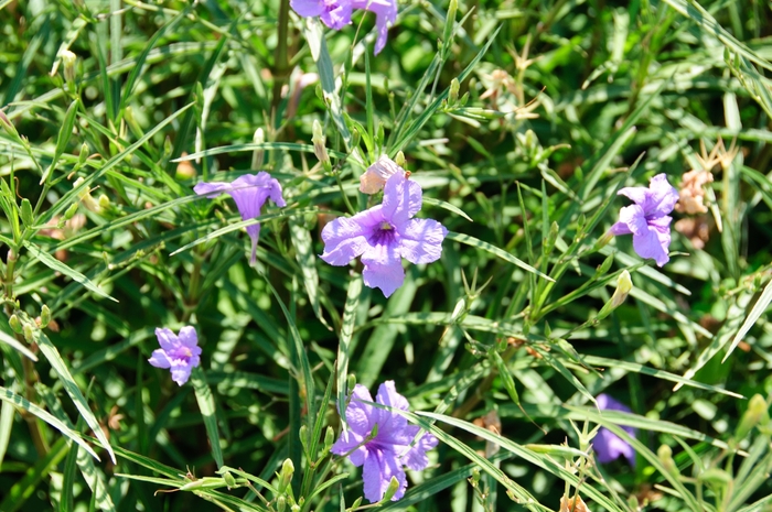 Mexican Petunia - Ruellia simplex from Evans Nursery