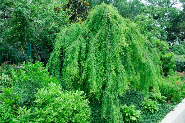 Weeping Bald Cypress - Taxodium distichum 'Falling Waters' from Evans Nursery