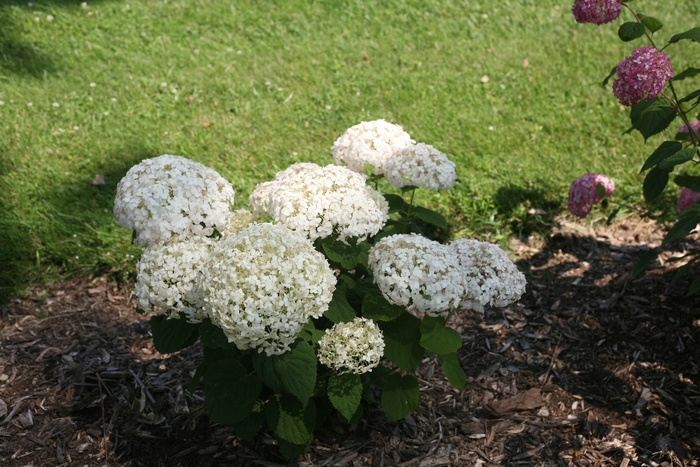 Wee White® - Hydrangea arborescens from Evans Nursery