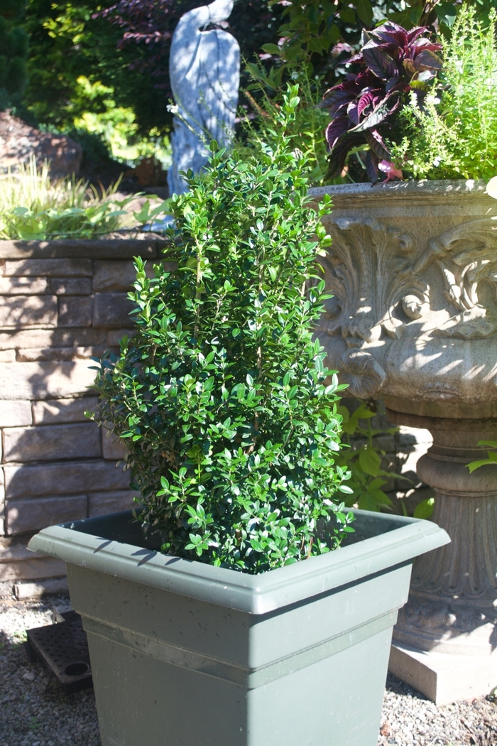 Boxwood Dee Runk - Buxus sempervirens 'Dee Runk' from Evans Nursery