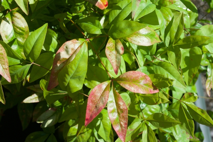 Dwarf Nandina 'Firepower' - Nandina domestica 'Firepower' from Evans Nursery