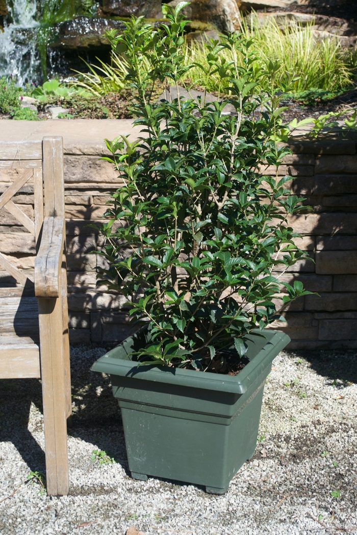  Sweet Olive - Osmanthus x fortunei from Evans Nursery