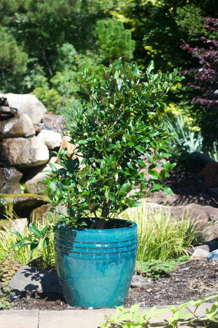 Recurvifolium Curled-Leaf Privet - Ligustrum japonicum 'Recurvifolium' (Curled-Leaf Privet) from Evans Nursery