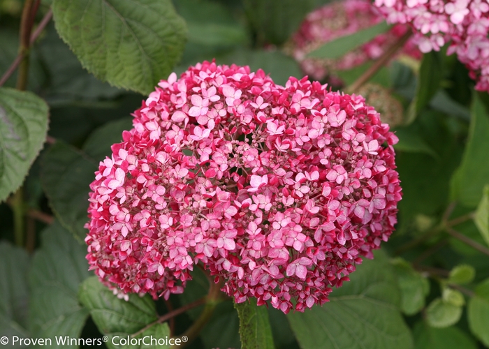 Invincibelle® Spirit II - Hydrangea arborescens from Evans Nursery