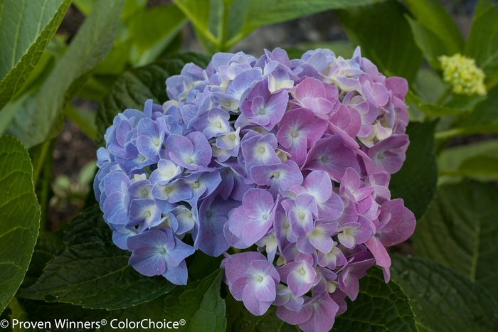 Let's Dance® Blue Jangles® - Hydrangea macrophylla from Evans Nursery