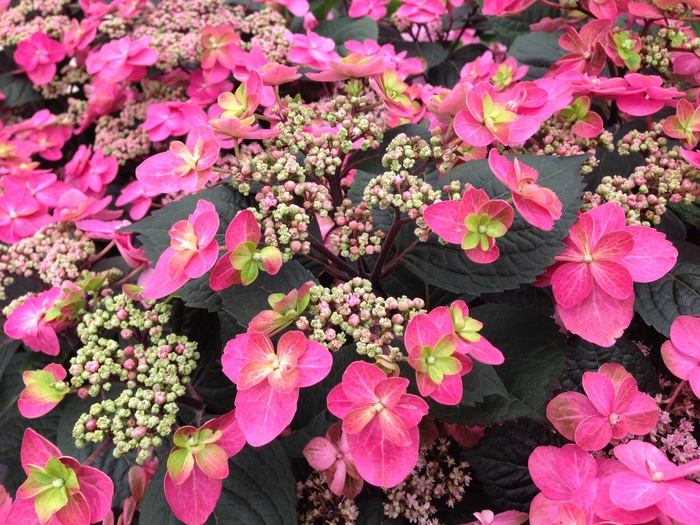 Tuff Stuff™ Red - Hydrangea serrata from Evans Nursery