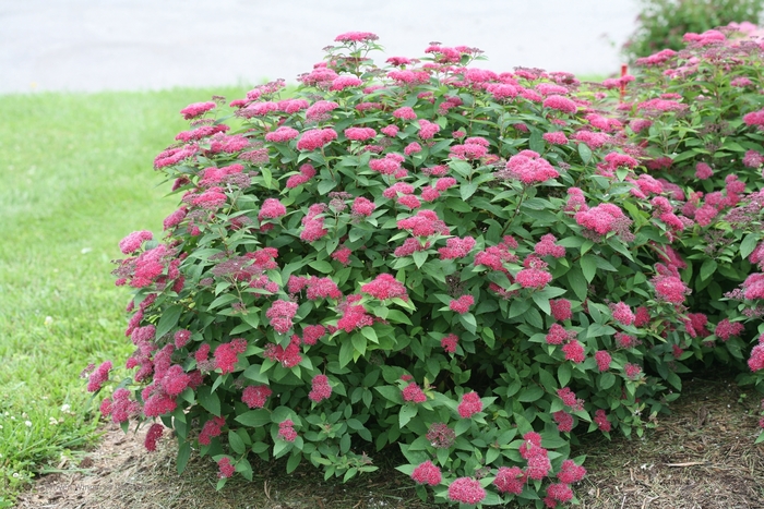 Double Play® Red - Spiraea japonica from Evans Nursery