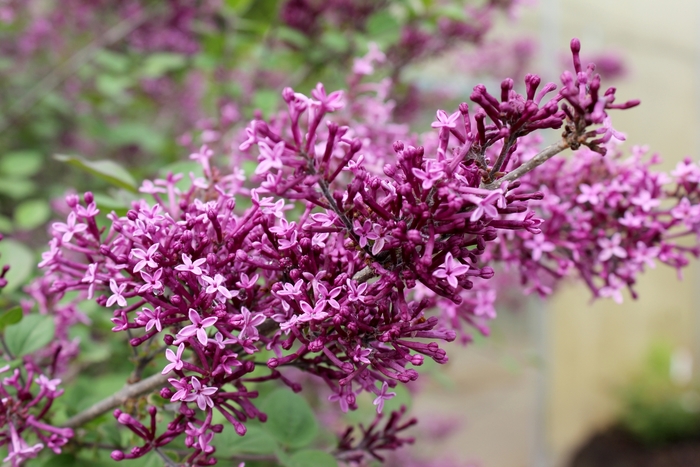 Bloomerang® Dark Purple - Syringa x from Evans Nursery