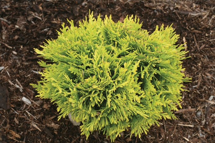 Anna's Magic Ball® - Thuja occidentalis from Evans Nursery