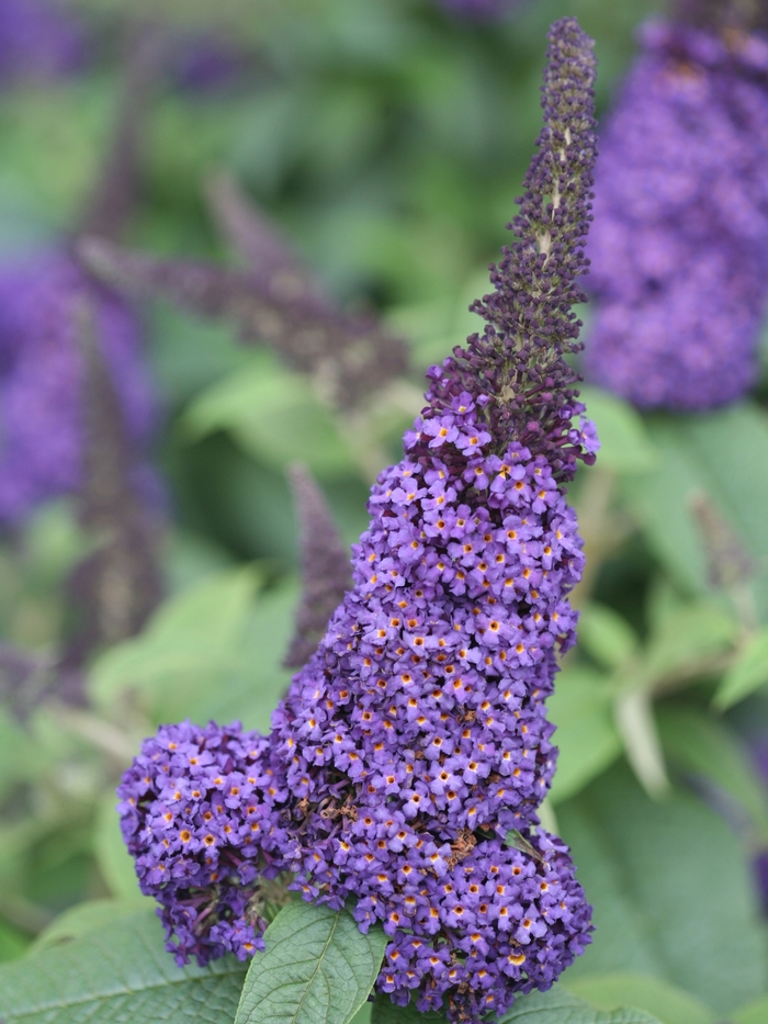 Pugster Blue® - Buddleia x (Butterfly Bush) from Evans Nursery