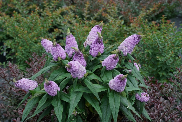 Pugster® Amethyst - Buddleia x from Evans Nursery