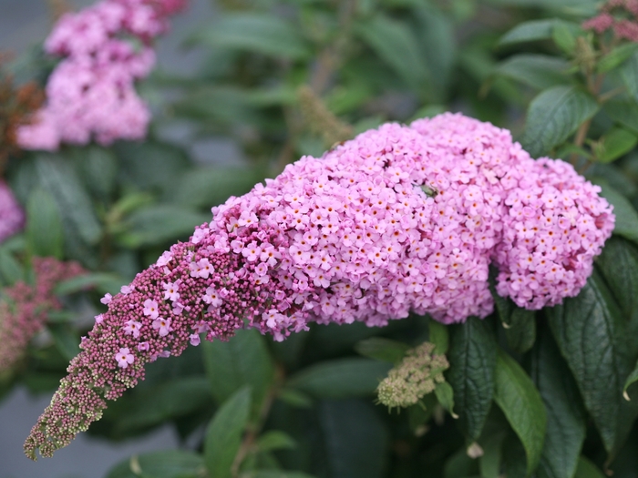 Pugster Pink® - Buddleia x from Evans Nursery