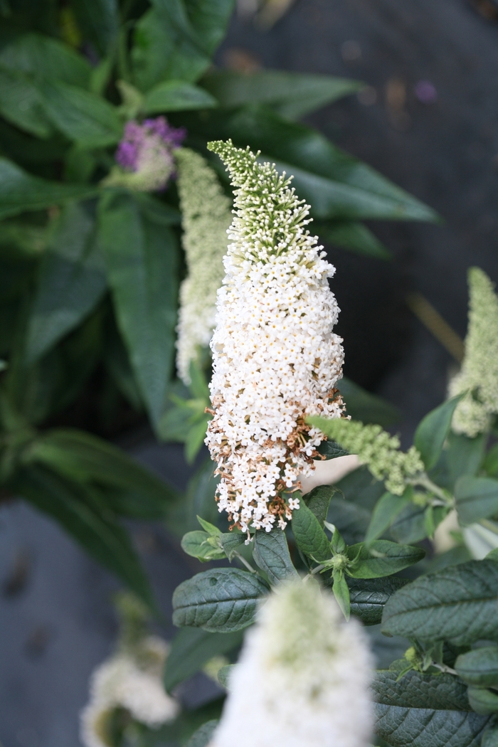 Pugster White® - Buddleia x from Evans Nursery