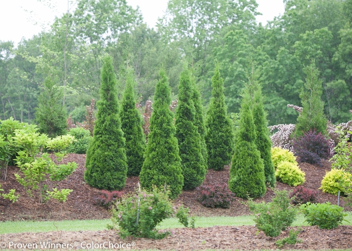 ''North Pole®'' Arborvitae - Thuja occidentalis from Evans Nursery