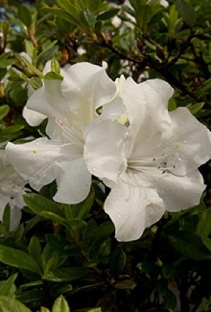 Encore® Autumn Ivory® - Rhododendron hybrid from Evans Nursery