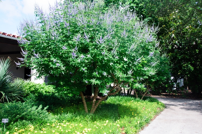 Chaste Tree - Vitex agnus-castus from Evans Nursery