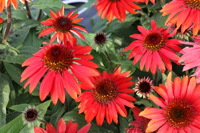 Sombrero® Sangrita Coneflower - Echinacea purpurea from Evans Nursery