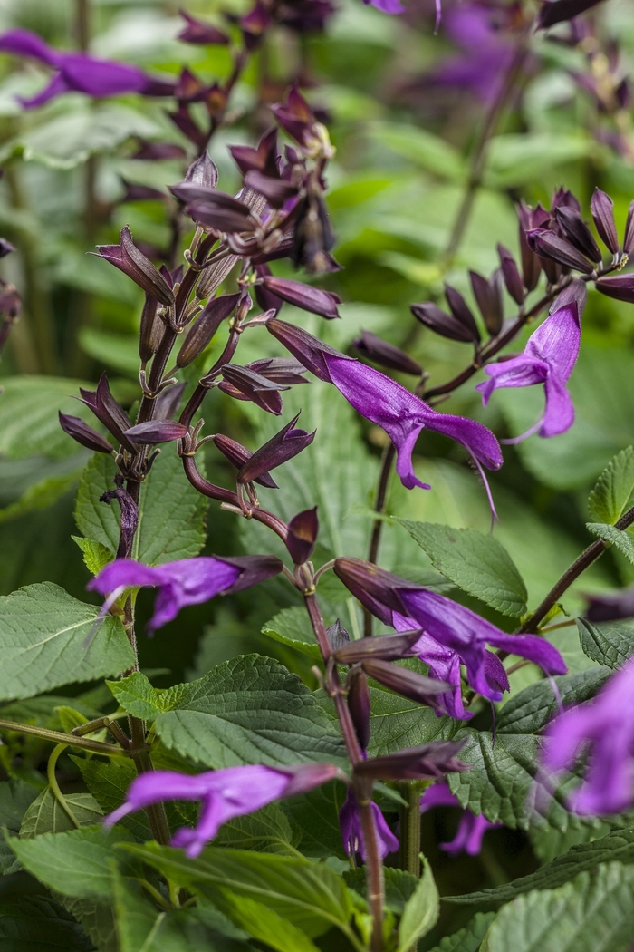 Rockin® Deep Purple - Salvia hybrid from Evans Nursery