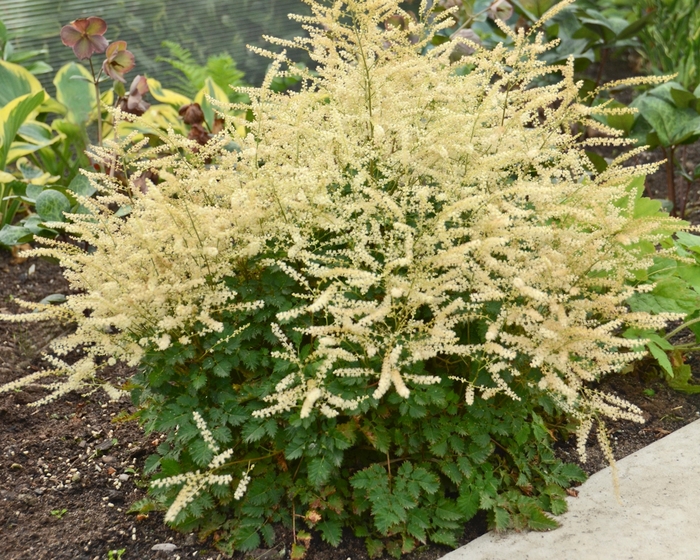 'Chantilly Lace' - Aruncus hybrid from Evans Nursery