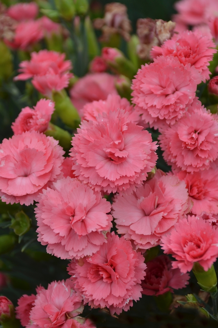 Fruit Punch® 'Classic Coral' - Dianthus hybrid 'Fruit Punch Classic Coral' from Evans Nursery