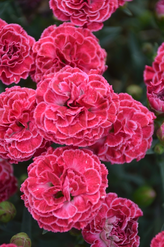 Fruit Punch® 'Raspberry Ruffles' - Dianthus hybrid from Evans Nursery