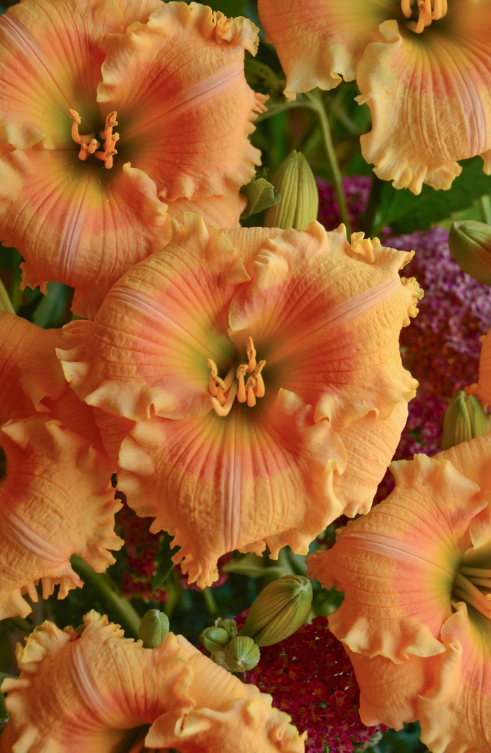 Rainbow Rhythm® Orange Smoothie - Hemerocallis hybrid from Evans Nursery