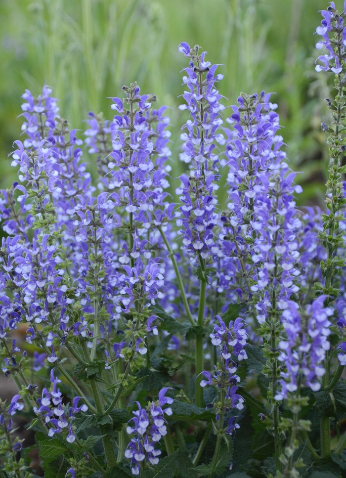 Color Spires® 'Azure Snow' - Salvia hybrid from Evans Nursery