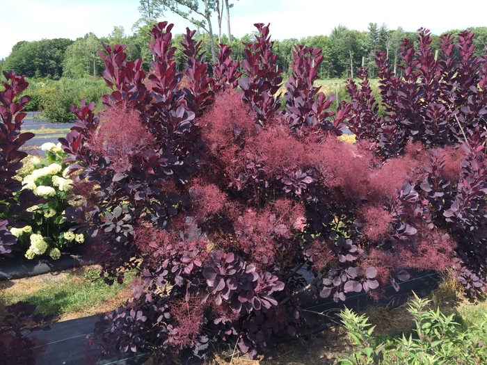 Winecraft Black® - Cotinus coggygria from Evans Nursery