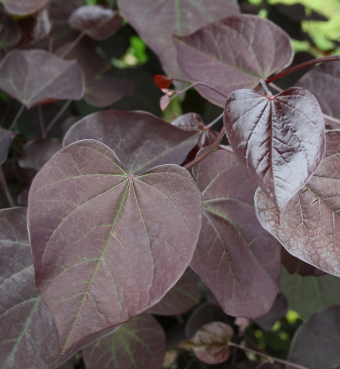 'Burgundy Hearts®' Redbud - Cercis canadensis from Evans Nursery