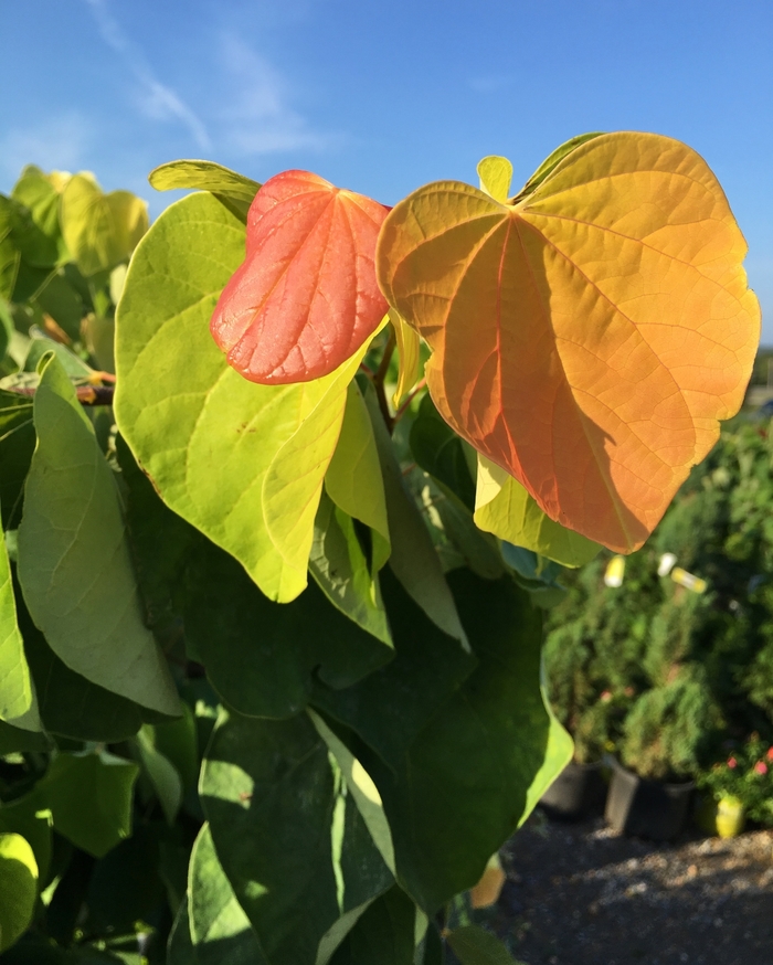 'Rise n Shine' Redbud - Cercis canadensis from Evans Nursery