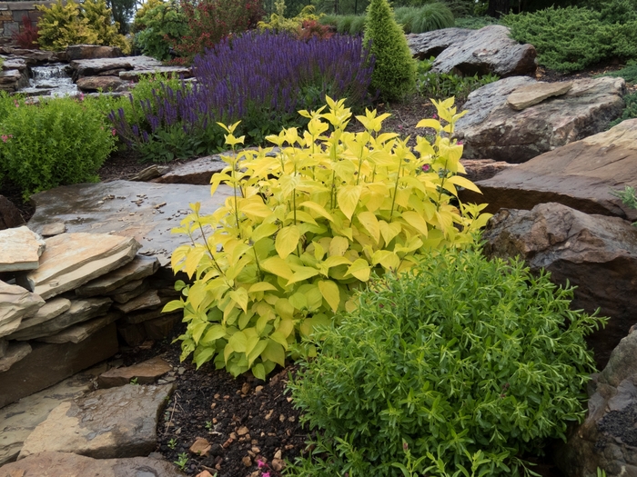 'Garden Glow' Red Twig Dogwood - Cornus hesseyii from Evans Nursery