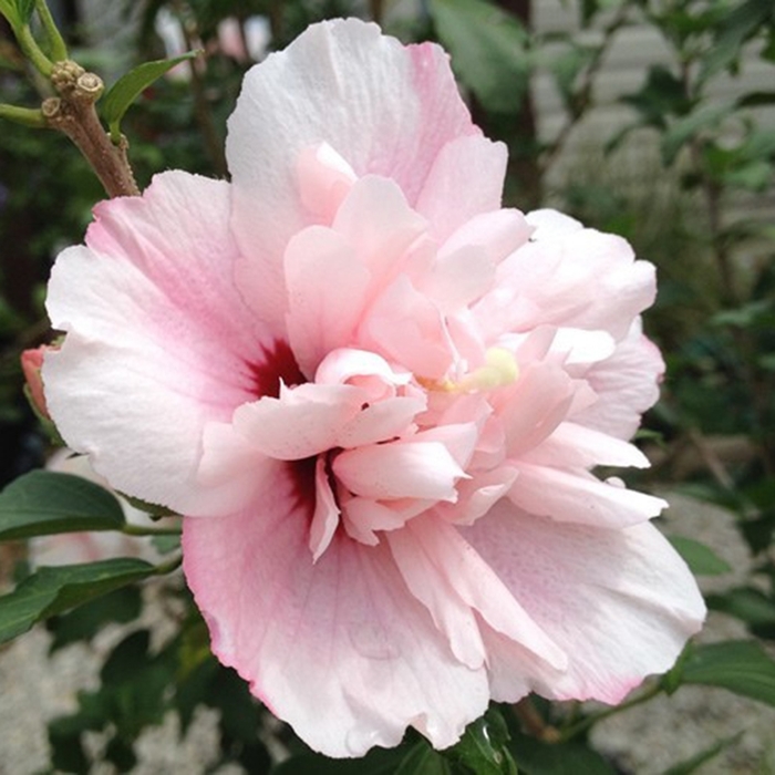 Smoothie&trade; 'Strawberry Smoothie&trade;' - Hibiscus syriacus (Althea) from Evans Nursery
