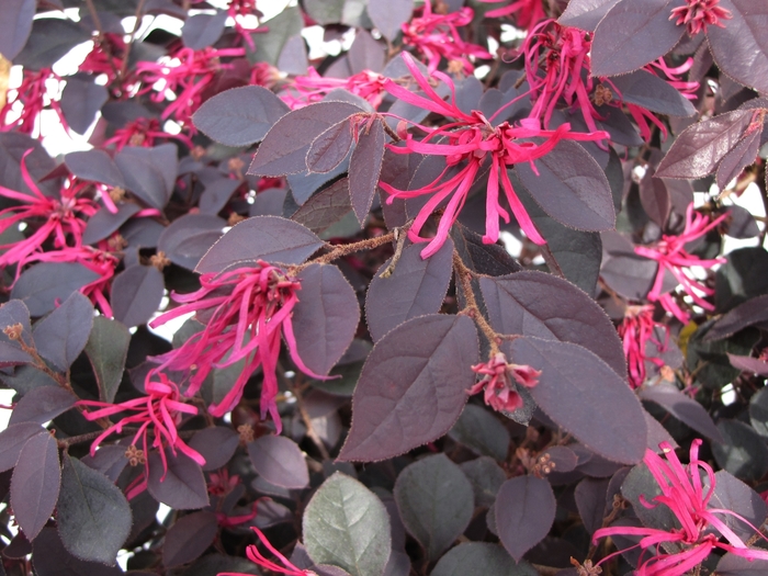 'Cherry Blast' Loropetulum - Loropetalum chinense var. rubrum from Evans Nursery