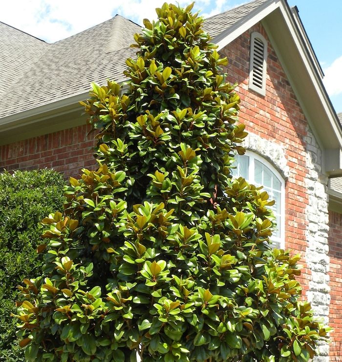 Teddy Bear® - Magnolia grandiflora from Evans Nursery