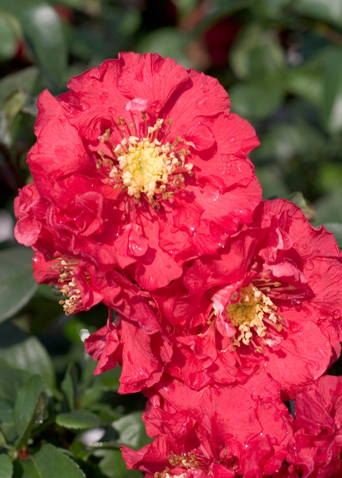 Double Take Pink™ - Chaenomeles speciosa from Evans Nursery