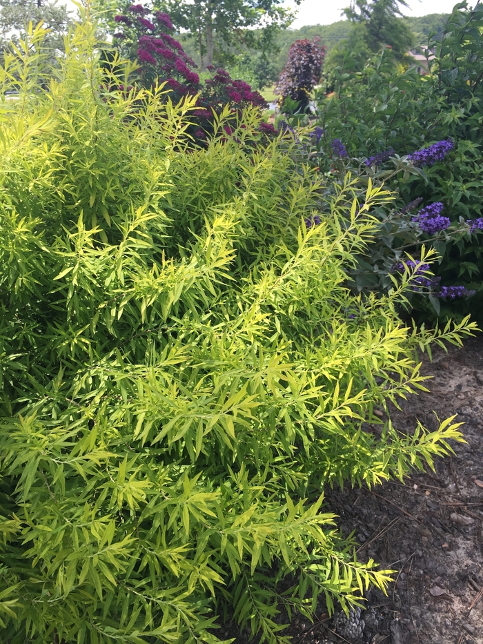 'Gold Thread™' Spirea - Spiraea thunbergii from Evans Nursery