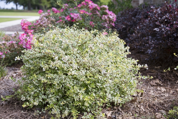 Miss Lemon™ - Abelia hybrid 'Hopleys' from Evans Nursery