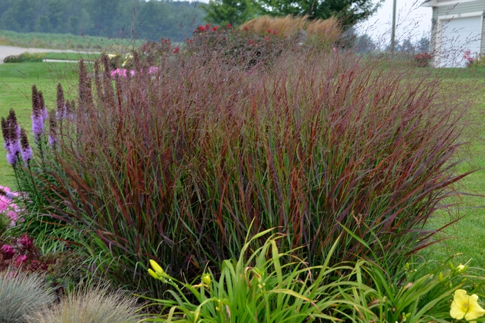 'Cheyenne Sky' - Panicum virgatum from Evans Nursery