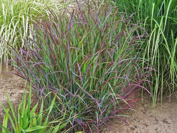 'Cheyenne Sky' - Panicum virgatum from Evans Nursery