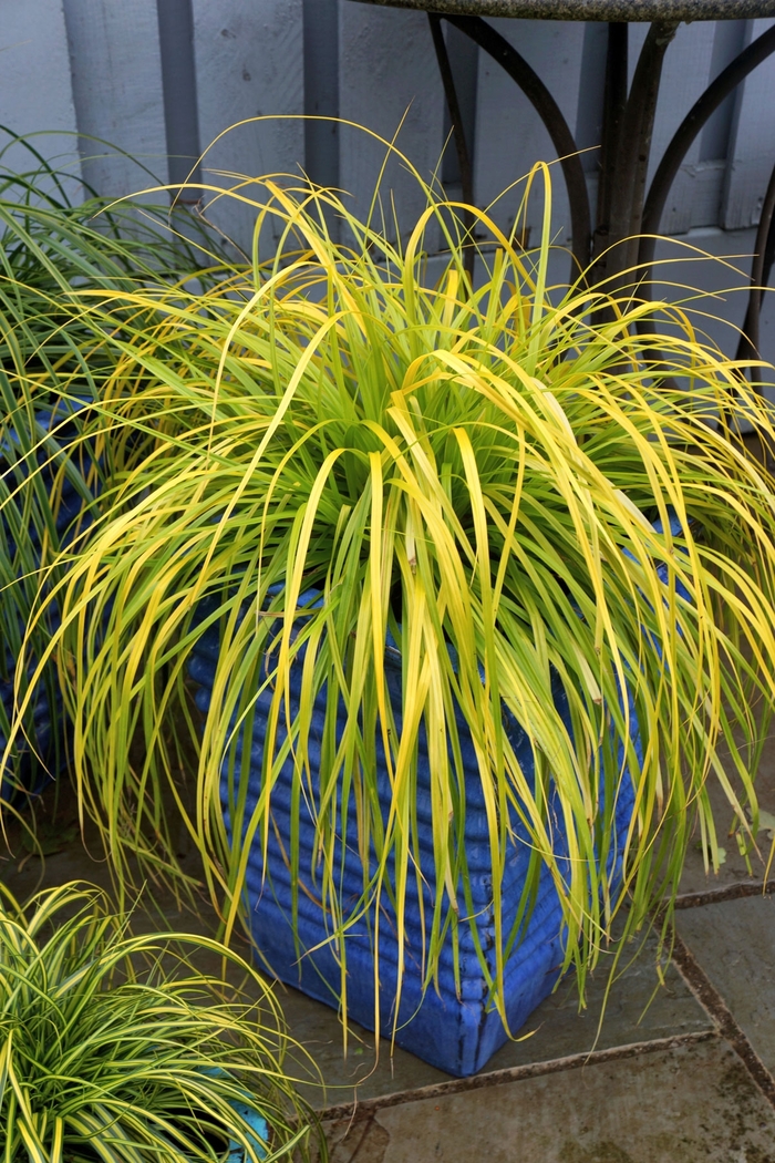 EverColor® 'Everillo' - Carex oshimensis from Evans Nursery