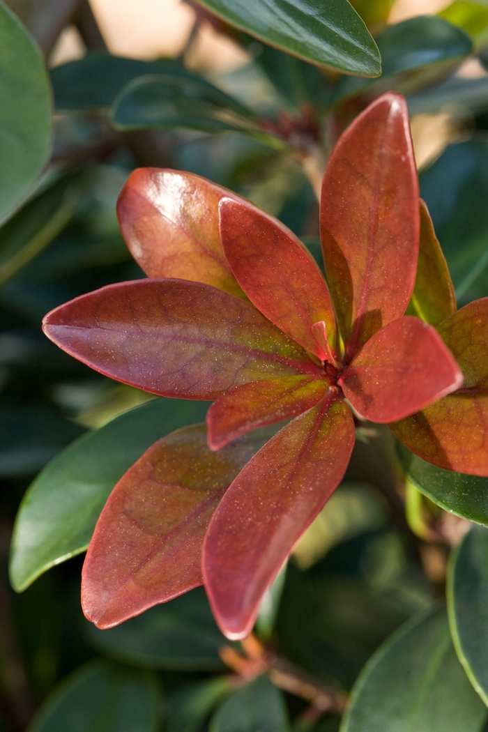 Bronze Beauty™ Cleyera - Ternstroemia gymnanthera from Evans Nursery