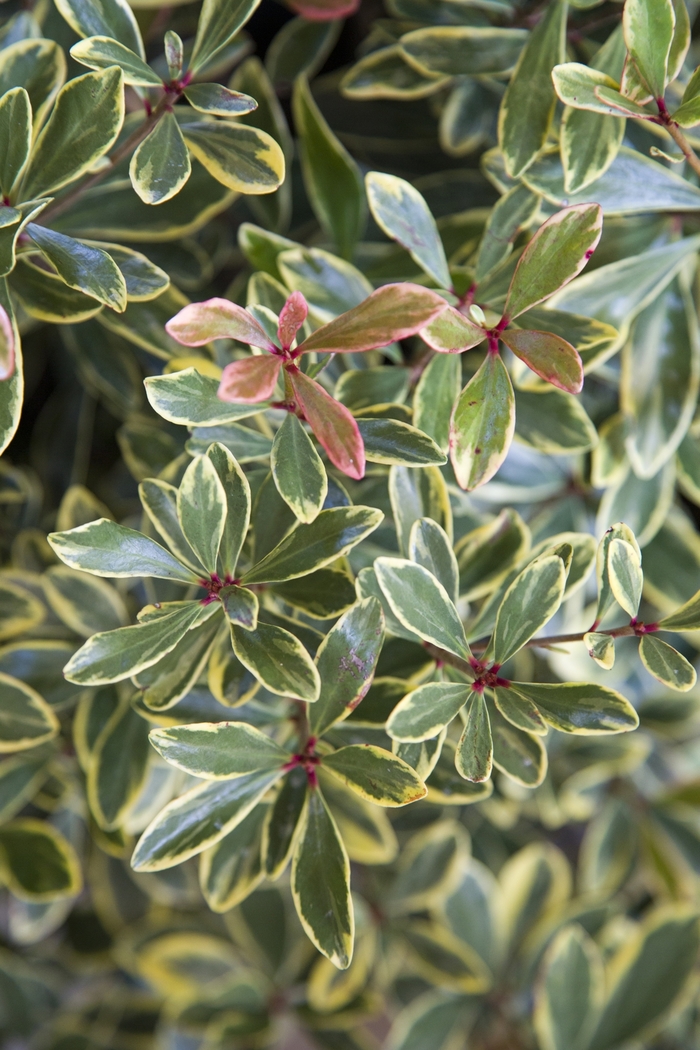 Juliet™ - Ternstroemia gymnanthera from Evans Nursery