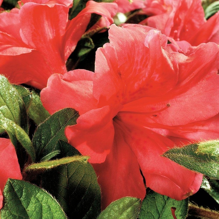 Encore® Autumn Monarch™ - Rhododendron hybrid from Evans Nursery