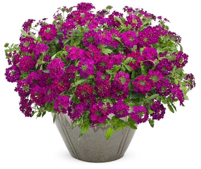 Superbena Royale® Plum Wine - Verbena hybrid from Evans Nursery