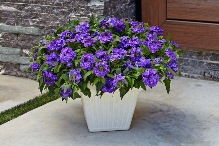 Superbena® Violet Ice - Verbena hybrid from Evans Nursery